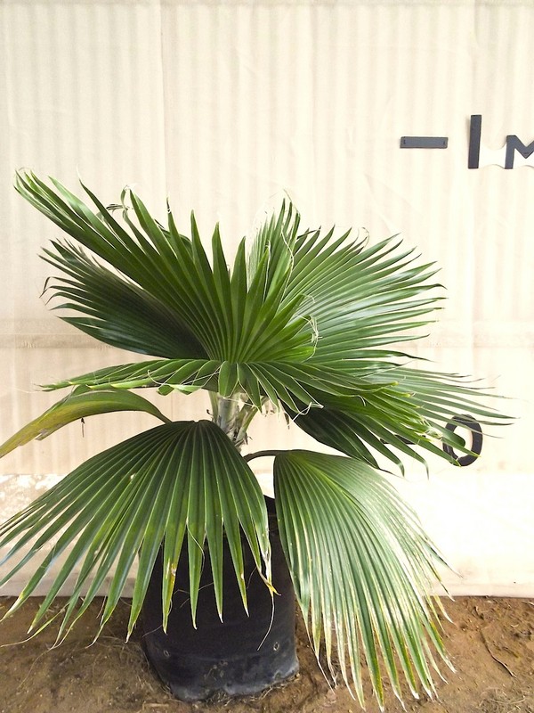 Hawaiian Fan Palm