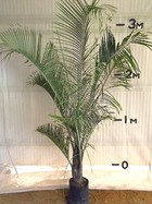 Triangle Palm
