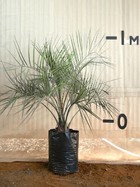 Wine Palm