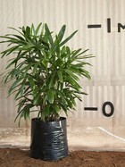 Rhapis Palm