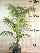 Kentia Palm