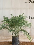 Cascade Palm