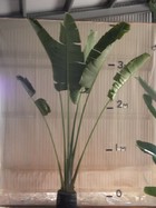 Travellers Palm