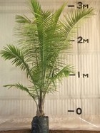 Majestic Palm