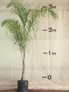 Cocos Palm