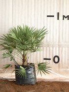 European Fan Palm