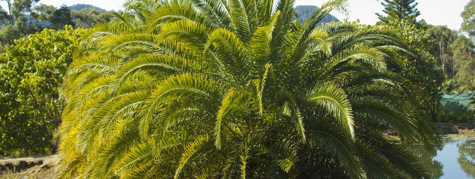 canary island palm
