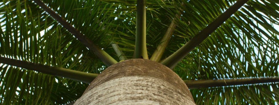 28 best large trees for sale perth lime tree in perth 28 best large trees for sale perth lime tree in perth