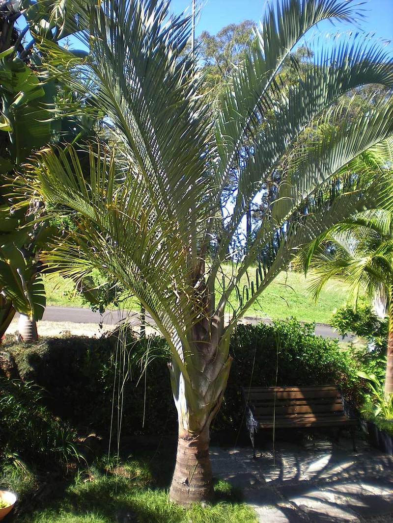 types of palm trees