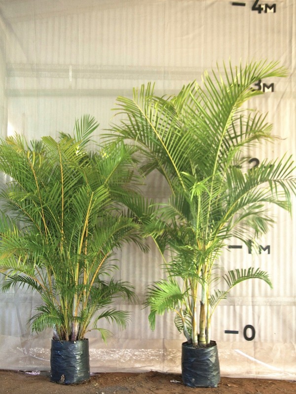 Golden Cane Palms Online