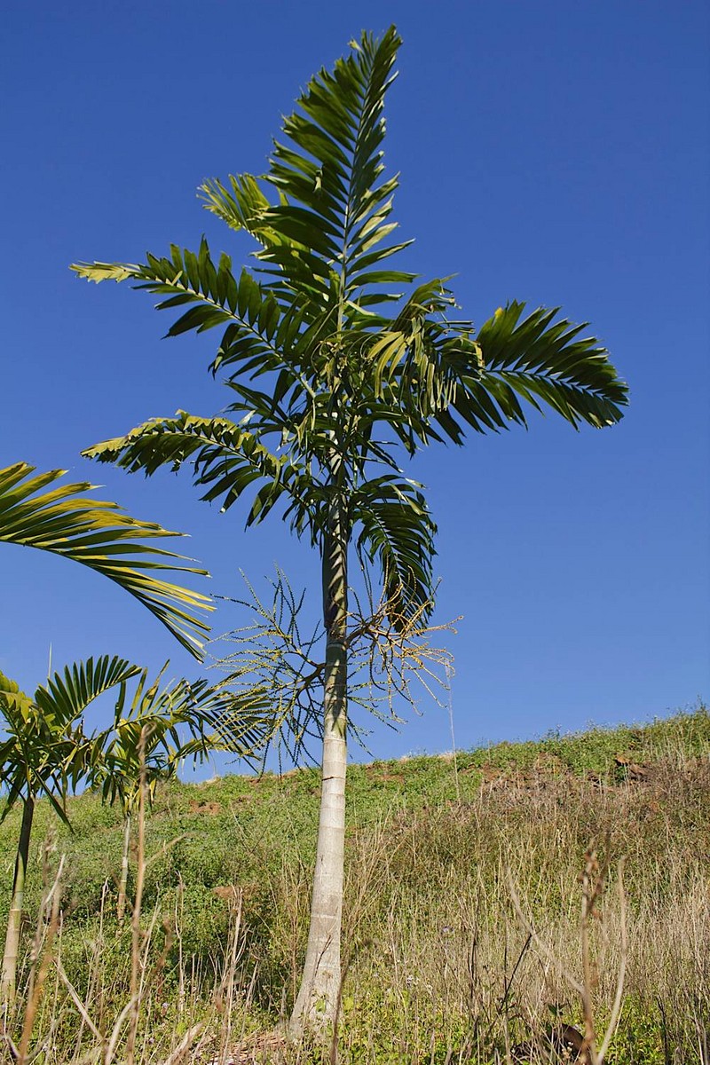 Palm Tree Species Chart