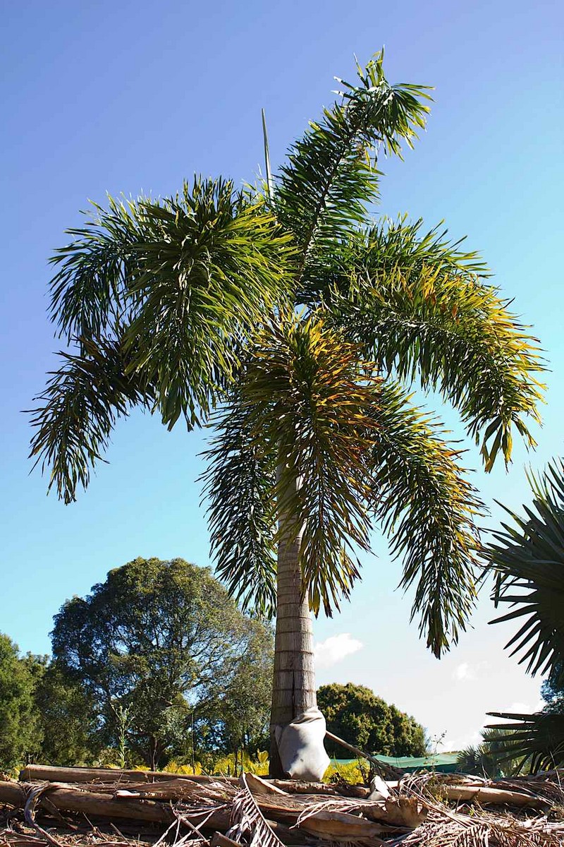 Foxtail Palm foxtail-palm