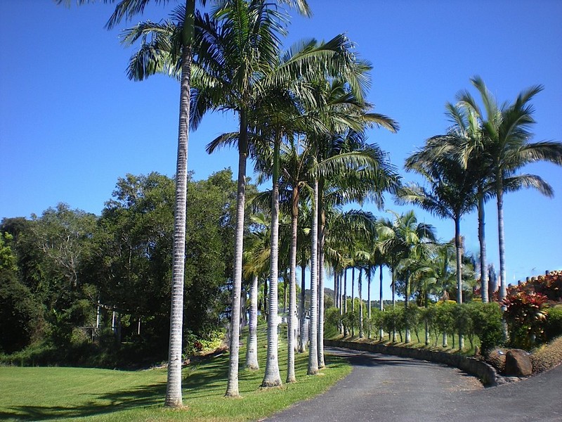 The Perfect Palm For The South Australian Climate Palms Online