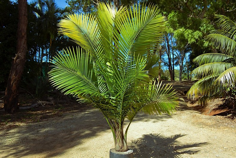 Dwarf Majesty Palm