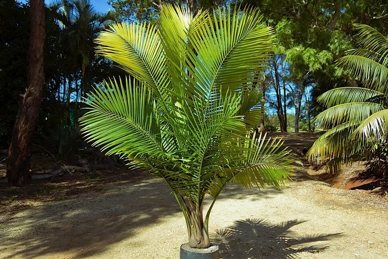 Golden Cane Palm Leaves Going Brown