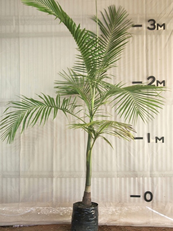 Bangalow Palm Palms Online