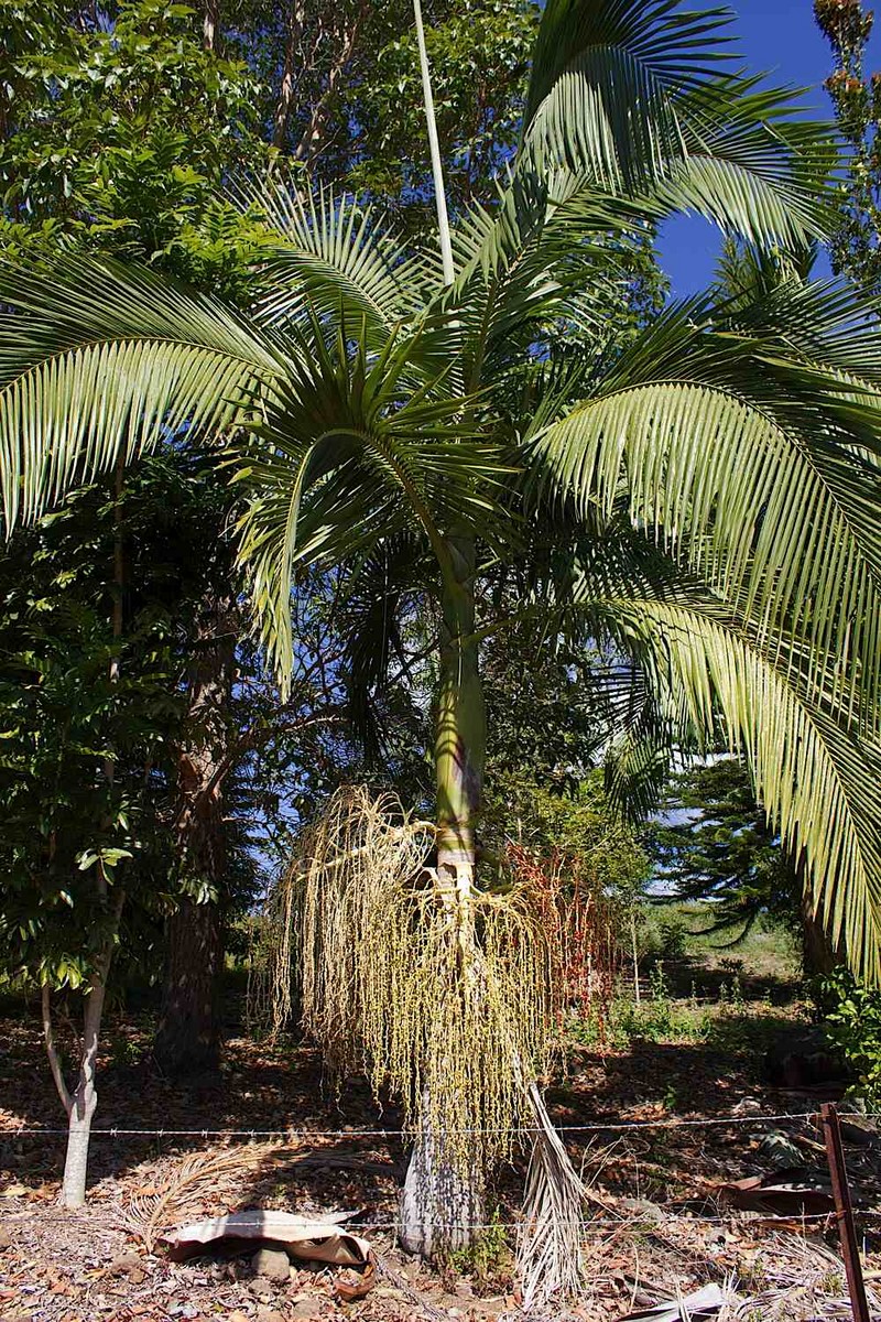 Palms: Fast Growers and How to Care For Them | Palms