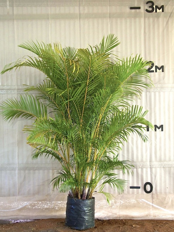 Golden Cane Palms Online