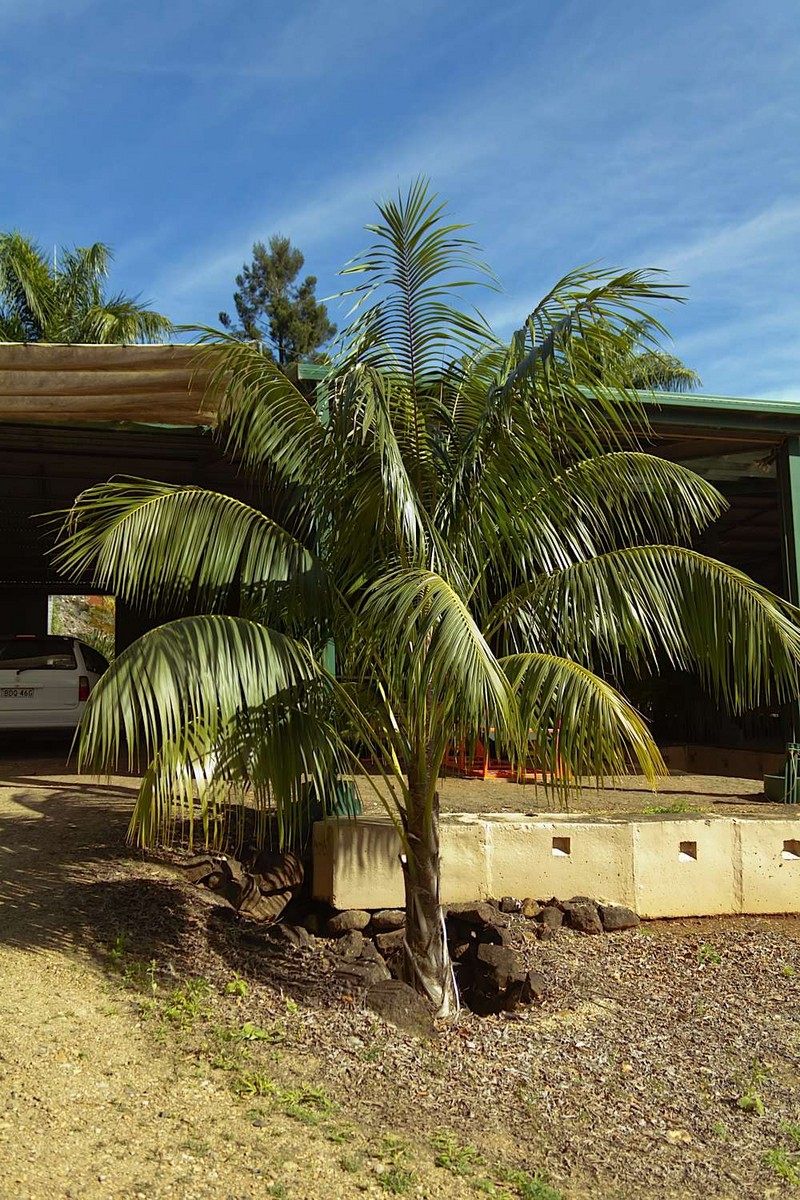 Caring For Your Kentia Palm Howea Forsteriana Palms Online