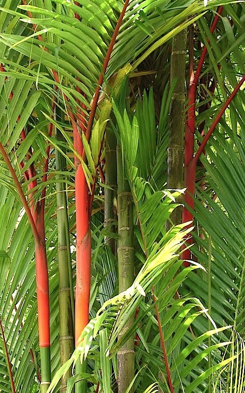 A Beginner S Guide To Fishtail Palm Tree Care Caryota Genus