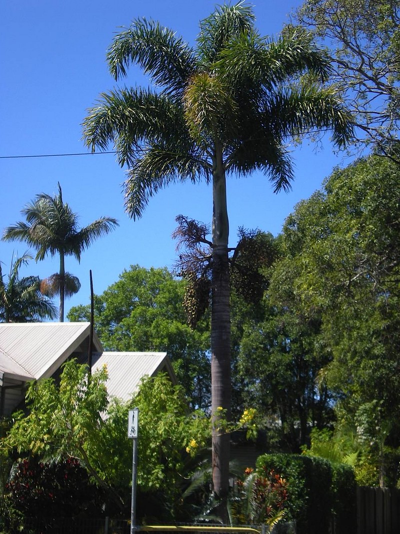 How Tall Do Foxtail Palms Get? 