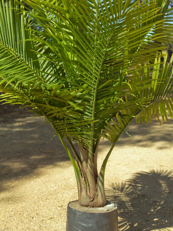 Tips About Caring For Majestic Palms Ravenea Rivularis Palms