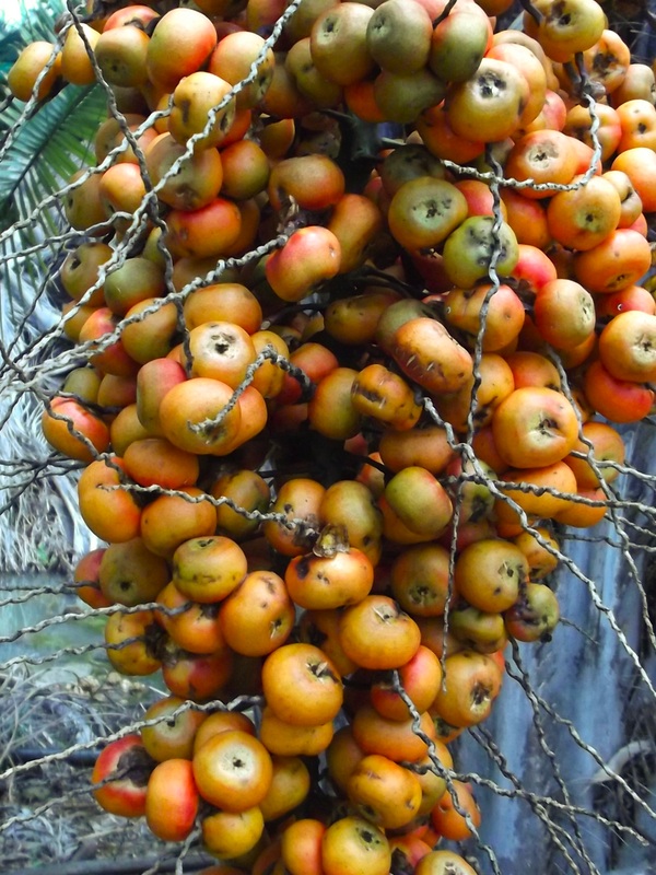 Palm Delicacies What Palm Fruits Are Good To Eat Palms Online Australia