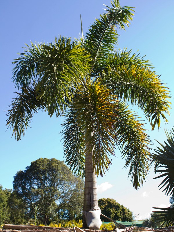 Foxtail Palm | Palms Online