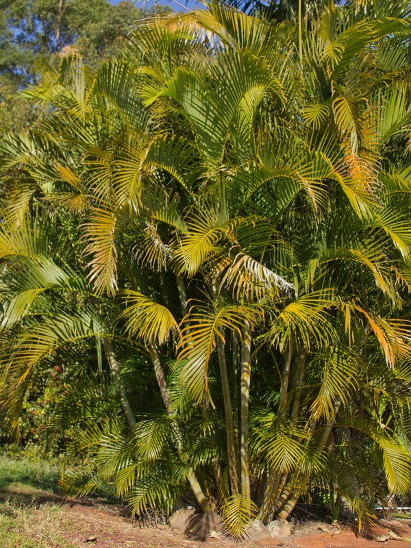 Golden Cane Palms Online